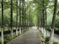 -合肥滨湖国家森林公园