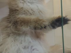 -十月米努特矮脚猫舍