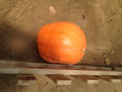 iphone_upload_pic-上海都市菜园