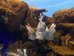 -上海海洋水族馆