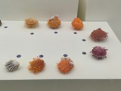 -青岛贝壳博物馆