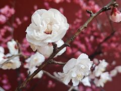 -红螺寺