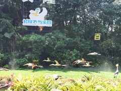 -广州长隆飞鸟乐园