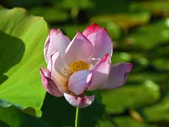 -昆山城市生态森林公园