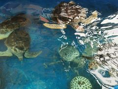 -成都浩海立方海洋公园