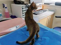 -美联众合动物医院·24h京西诊疗中心