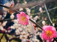 -莘庄梅园
