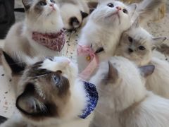 -喵喵咪呀布偶猫咖(春熙路店)