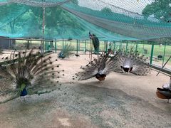 -苏州上方山国家森林公园
