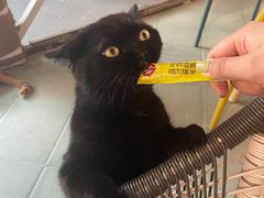 -喵屿·大理花园猫咖