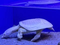 -上海海洋水族馆