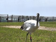 -盐城丹顶鹤湿地生态旅游区