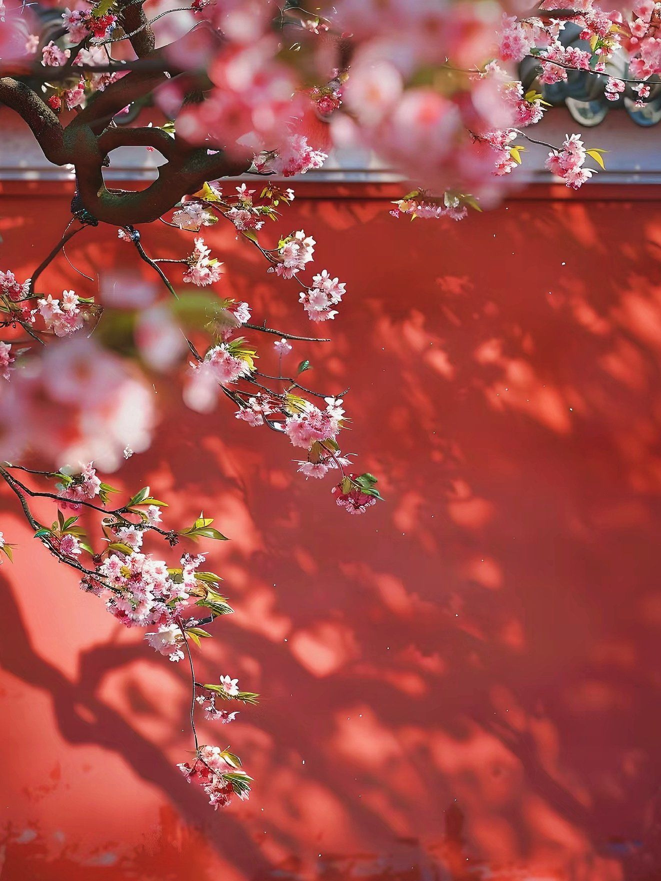 红墙之外的杏花格外的耀眼🌸