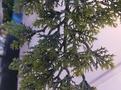 -马家斑.鲜鱼火锅(松湖万科店)