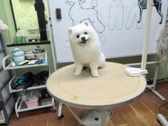 -鑫艺宠物美容培训学校