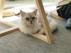 -Heymao猫咖.咖啡厅(东门店)