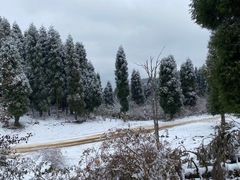 -武陵山森林公园