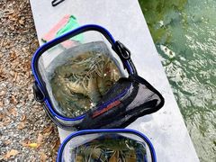 -DGE季风钓虾营地·团建·聚会