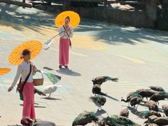 -西双版纳原始森林公园