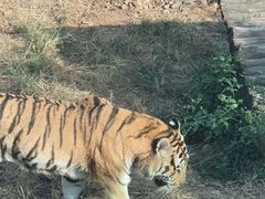 -大连森林动物园