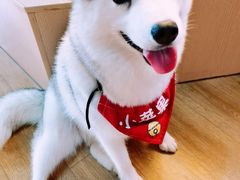 -Husky Go! 哈士奇体验馆·宠物咖啡厅狗咖
