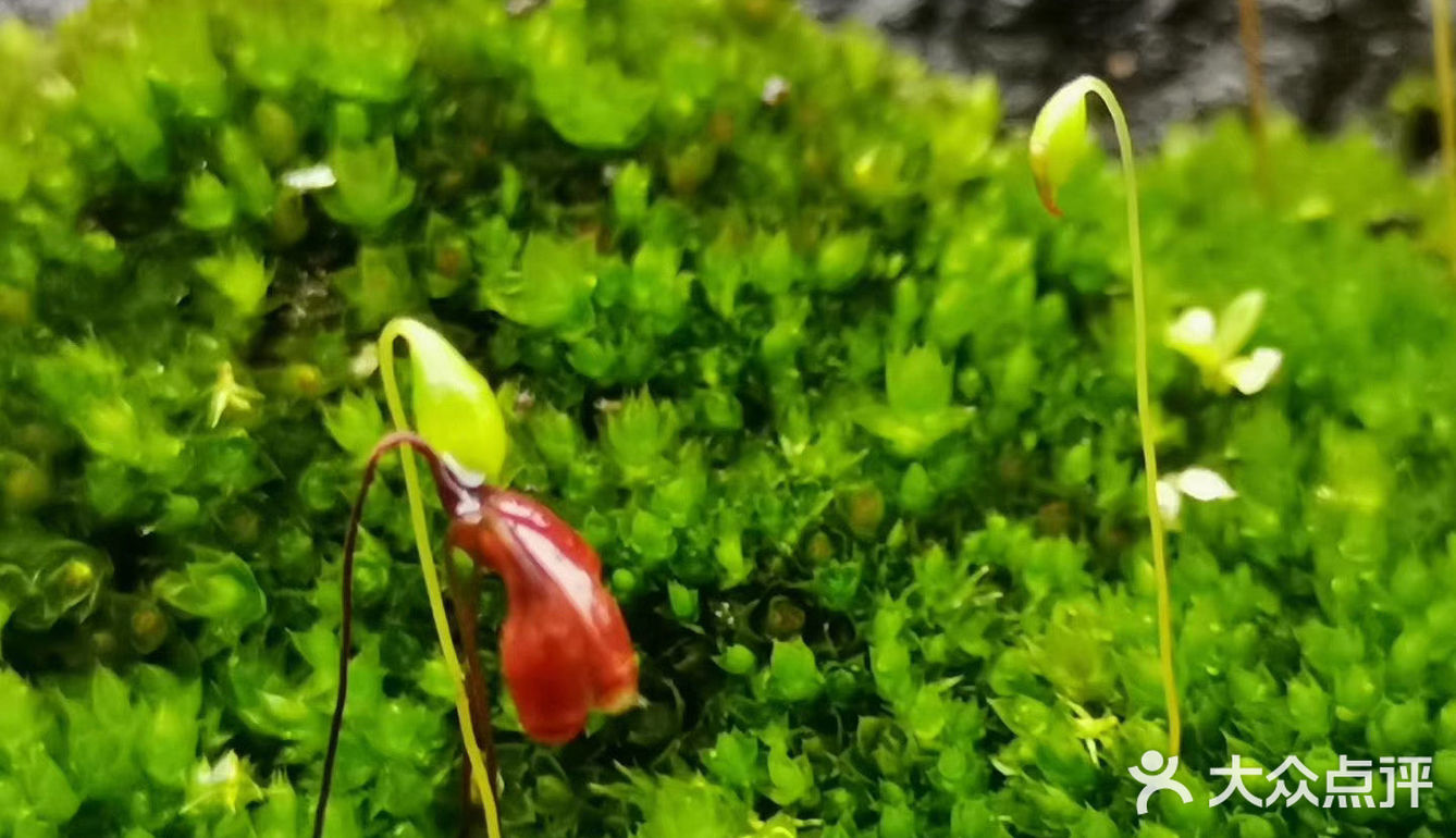 今日俯身細瞧,才得見大如米粒之— 苔花