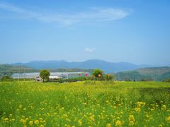 -桑洲油菜花景区