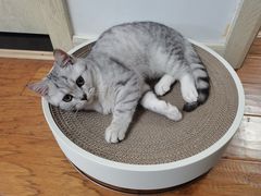 -翊宠yipet猫狗购宠庄园犬舍•猫舍