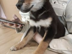 -南京Hallo宠物乐园·哈罗犬舍·柴犬繁育基地