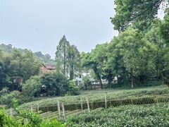 -野蔓果·山野菜(西湖景区·龙井茶田店)