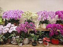 -双季花艺园艺市场(浦东店)