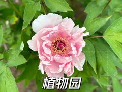 -黑龙江省森林植物园