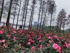 -顺峰山公园