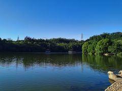 -深圳仙湖植物园