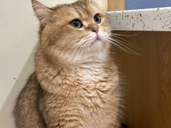-滚猫咖啡·猫咖·猫友好撸猫(未来城店)