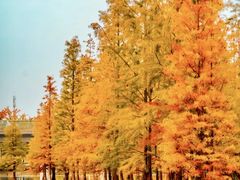 -白鹭湾湿地公园