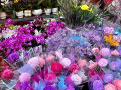 -越秀西湖花市(广州城市广场花卉店)