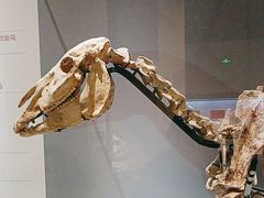 -国家自然博物馆