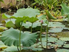 -亭林园-华藏寺