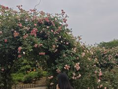 -都江堰玫瑰花溪谷