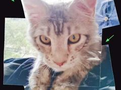 -十年猫舍·猫咪专门店(普陀店)