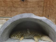 -上海大自然野生昆虫馆(东方明珠·爬宠昆虫探索中心)