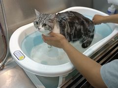 -PETKIT小佩宠物·低压洗护(国顺东路店)