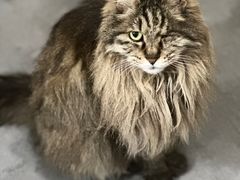-纳吉亚猫专科动物诊疗中心(蒋宅口分院)