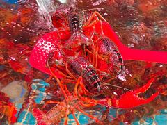 -巽寮印象美食部落餐厅·海鲜·地方特色菜(惠州体验店)