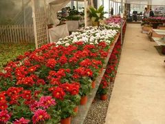 -三圣花乡旅游区