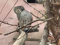 -青藏高原野生动物园