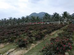 -亚龙湾国际玫瑰谷