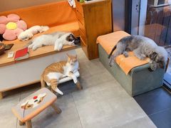 -宠物梦想家(日月豪庭店)