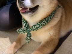 -逗柴咖啡屋·狗咖猫咖宠物桌游